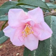 Camellia tsaii (Puink Form)